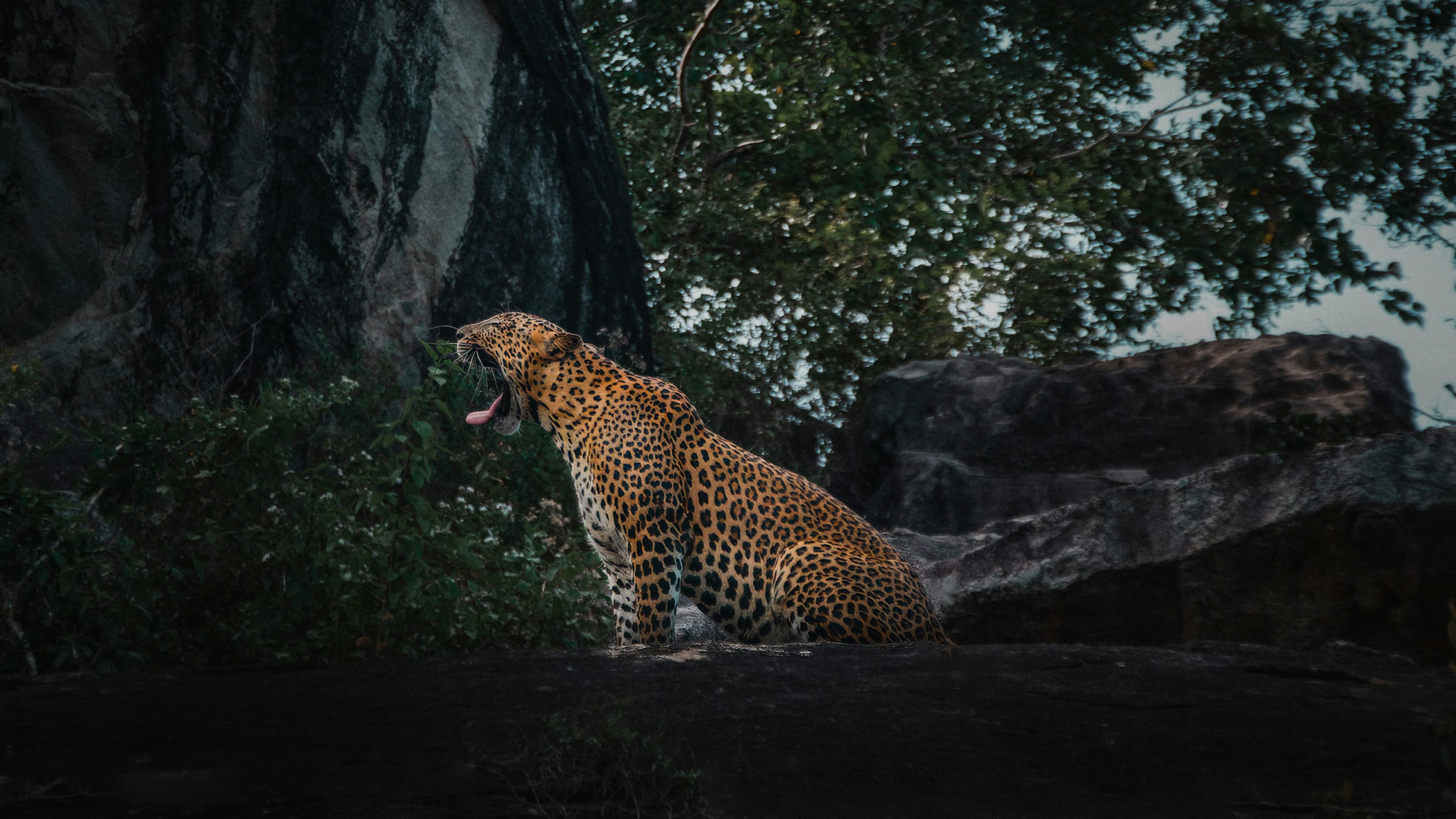 Classic Sri Lanka – 7-Day Heritage & Wildlife